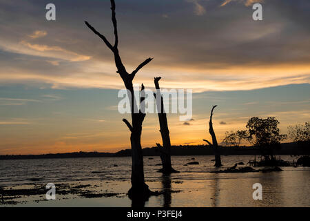 Silhouette der Bäume und Wälder gegen die untergehende Sonne am Strand bei Chidiya Tapu, Andaman Stockfoto