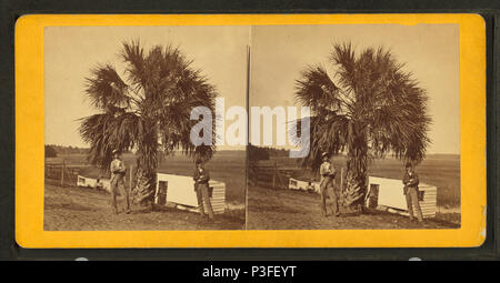 317 Der Palmetto, von Robert N. Dennis Sammlung von stereoskopische Ansichten Stockfoto