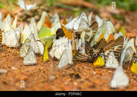 Gruppe der wunderschöne Schmetterlinge auf Erde in Thailand National Park Stockfoto