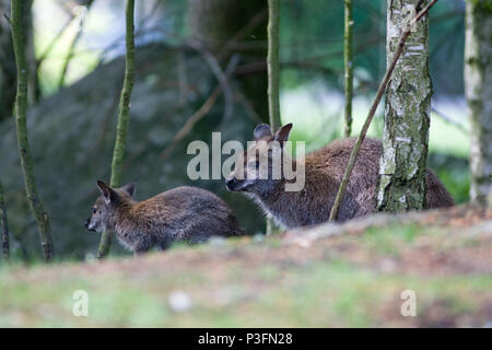 Red-necked Wallaby, Rödhalsad vallaby (Macropus rufogriseus) Stockfoto