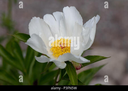 'White Wings' gemeinsamer Garten, Luktpion Pfingstrose (Paeonia lactiflora) Stockfoto