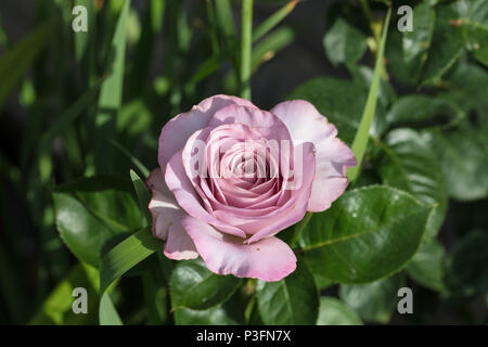 "Walzertakt' Hybrid Tea Rose, Tehybridros (Rosa) Stockfoto