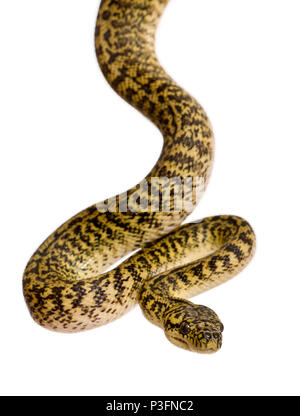 Morelia spilota Variegata, eine Unterart von Python, vor weißem Hintergrund Stockfoto