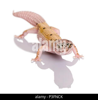 Bell albino Schraube strip leopard Gecko, Eublepharis macularius, vor weißem Hintergrund Stockfoto