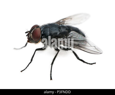 Stubenfliege, Musca Domestica, vor weißem Hintergrund Stockfoto