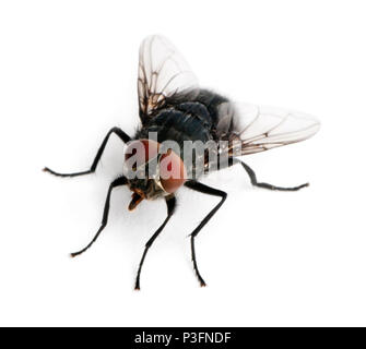 Stubenfliege, Musca Domestica, vor weißem Hintergrund Stockfoto