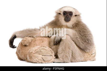 Junge Pileated Gibbon, hylobates Pileatus, 1 Jahr alt, Sitzung mit teddybär vor weißem Hintergrund Stockfoto