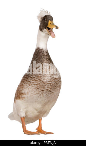 Männliche Crested Duck, 3 Jahre alt, vor weißem Hintergrund Stockfoto