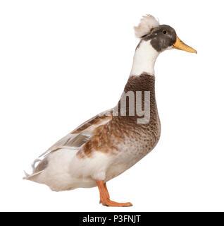 Männliche Crested Duck, 3 Jahre alt, vor weißem Hintergrund Stockfoto