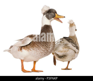 Männliche und weibliche Crested Enten, 3 Jahre alt, vor weißem Hintergrund stehend Stockfoto