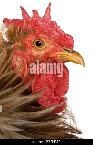 Close-up Kopfschuss von Curly gefiederten Hahn Pekin, 1 Jahre alt, vor weißem Hintergrund Stockfoto