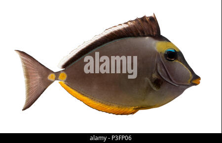 Orangespine nasendoktorfisch, Naso lituratus, vor weißem Hintergrund Stockfoto