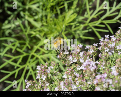 Eine Nahaufnahme von Buff tailed bumble bee Fütterung auf Thymian Blumen Stockfoto