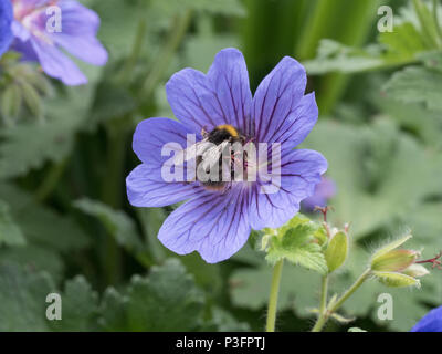 Eine frühe bumble bee Fütterung auf eine einzige blaue Geranie Blume Stockfoto