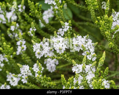 Eine Nahaufnahme von den weißen Blüten der Firma nrg Edinensis Stockfoto