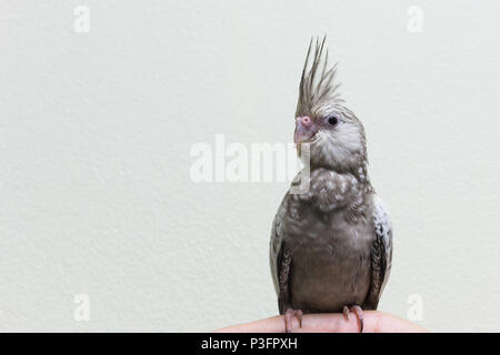 Baby grauer Nymphensittich Vogel auf Finger weiblich, Kopie Raum mit Zement Wand Hintergrund. Stockfoto