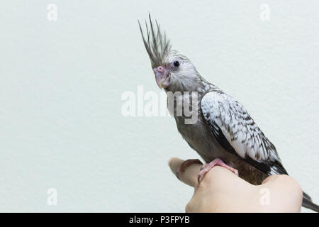 Baby grauer Nymphensittich Vogel auf Finger weiblich, Kopie Raum mit Zement Wand Hintergrund. Stockfoto