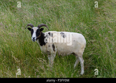 Ein vor kurzem geschoren Jacobs Schafe von beweidung das lange Grass über Westbury White Horse Stockfoto