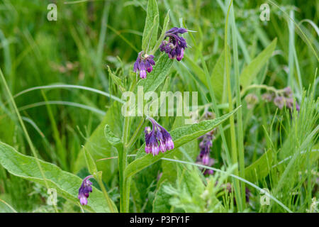 Lila und rosa Beinwell Blumen von Gras und wilden Pflanzen und Blumen umgeben Stockfoto