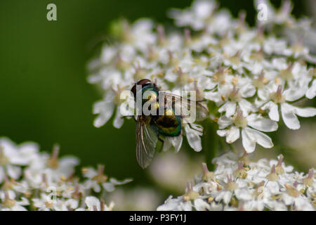 Grüne Flasche fliegen Ausruhen in der Sonne auf umbellifer Blume Stockfoto