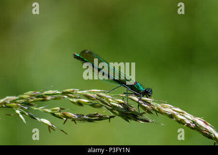 Türkis Weibchen gebänderte Demoiselle auf Gras in der Sonne thront seedhead Stockfoto