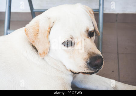 Close-up Portrait von weißer Labrador Retriever Hund am Boden Stockfoto