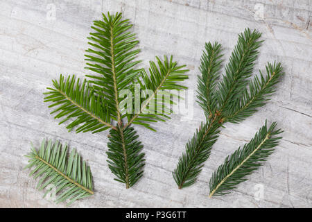 Bewertungsplattform Fichte (rechts), Weißtanne (links). Gewöhnliche Fichte, Fichte, Rot-Fichte, Rotfichte, Picea abies, gemeinsame Fichte, Fichte, Fichte, L' Stockfoto