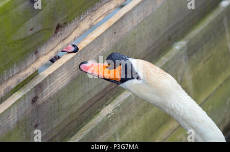 Höckerschwäne Cygnus olar Männer attackieren einander durch Barriere Stockfoto