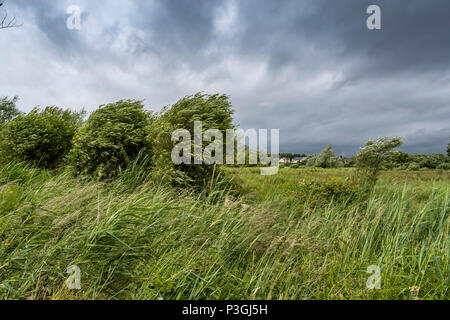 16:00 Uhr Samstag, 16. Juni 2018. Magor Marsh Nature Reserve, Magor, South Wales. UK Wetter regen Gewitter verwöhnen die geplante Familientag und Kinder Bioblitz Stockfoto