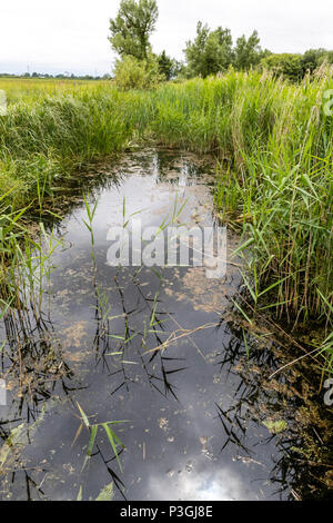 16:00 Uhr Samstag, 16. Juni 2018. Magor Marsh Nature Reserve, Magor, South Wales. UK Wetter regen Gewitter verwöhnen die geplante Familientag und Kinder Bioblitz Stockfoto