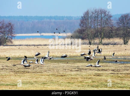 Herde Graugänse über Felder im Frühling in Polen fliegen Stockfoto