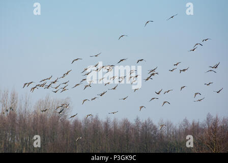 Herde Graugänse fliegen über blattlosen Bäume im Frühling in Polen Stockfoto