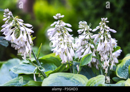 Blühende weiß funkia im Garten während der Sommersaison. Stockfoto