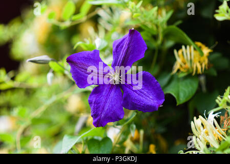 Purple Clematis blüht im Garten während der Sommersaison. Stockfoto