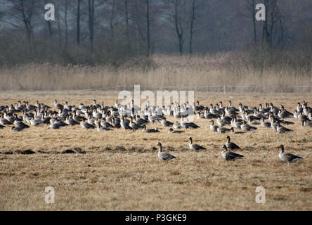 Herde Graugänse auf polnischen Felder auf ihrem Weg nach Norden im Frühjahr Stockfoto