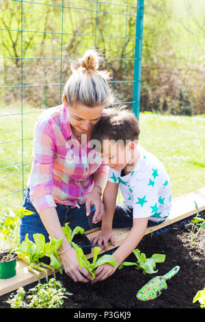 Schönen Mutter und ihre blonde Sohn pflanzen Salat in der angehobenen Bett in Ihrem Garten Stockfoto