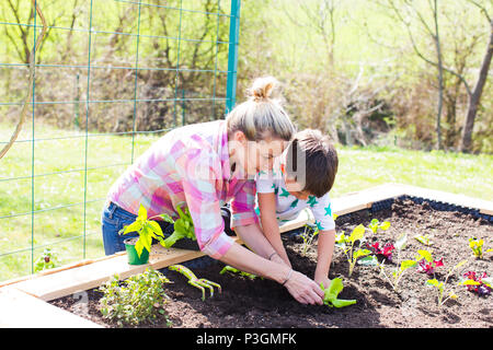 Schönen Mutter und ihre blonde Sohn pflanzen Salat in der angehobenen Bett in Ihrem Garten Stockfoto