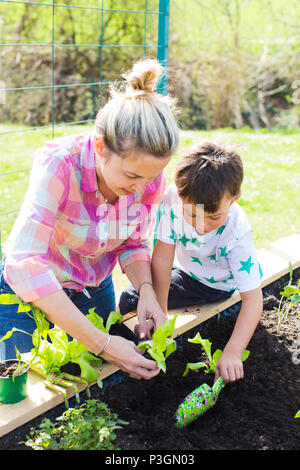 Schönen Mutter und ihre blonde Sohn pflanzen Salat in der angehobenen Bett in Ihrem Garten Stockfoto