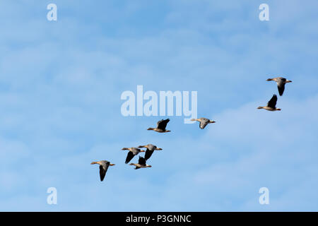 Herde Graugänse fliegen in den blauen Himmel Stockfoto