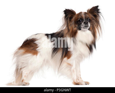 Papillon, 3 Jahre alt, vor weißem Hintergrund Stockfoto