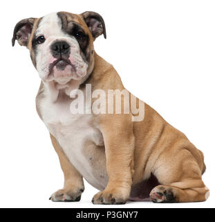 Englische Bulldogge Welpen, 11 Wochen alt, sitzt vor weißem Hintergrund Stockfoto