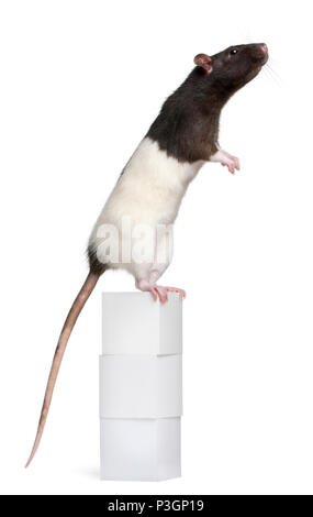 Ausgefallene Ratte, 1 Jahr alt, steht auf der Schachtel vor weißem Hintergrund Stockfoto