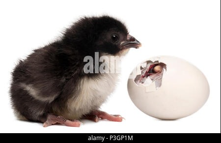 Küken, Gallus Gallus Domesticus, 8 Stunden alt, stand neben eigenen Ei vor weißem Hintergrund Stockfoto