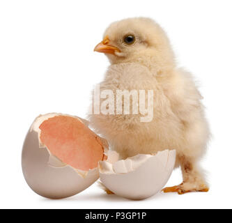 Küken von Pekin, eine Rasse von Bantam Huhn, Gallus Gallus domesticus, 2 Tage alt, neben seinen eigenen Ei, vor weißem Hintergrund Stockfoto