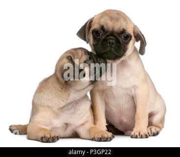 Zwei Mops Welpen, 8 Wochen alt, vor weißem Hintergrund Stockfoto