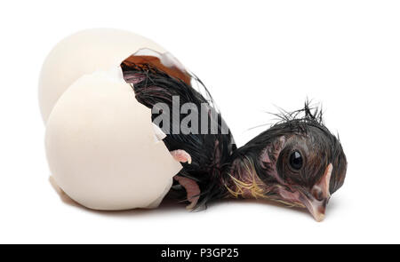 Bearded chick, Appenzeller Huhn, Gallus Gallus domesticus, gerade geschlüpft sein Ei vor weißem Hintergrund Stockfoto