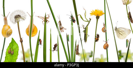 Pastorale Komposition von Blumen und Insekten vor weißem Hintergrund Stockfoto