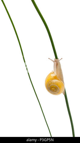 Grove Schnecke oder Braun-lippigen Schnecke, Cepaea nemoralis, ohne dunkle aufleimkanten vor weißem Hintergrund Stockfoto