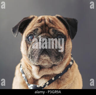 Portrait von Pug in einem Riegel auf schwarzem Hintergrund Stockfoto