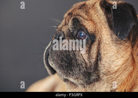 Porträt eines Mops Hund auf schwarzem Hintergrund Stockfoto